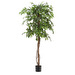 Ficus-tekokasvi, K 180 cm