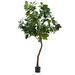 Ficus-tekokasvi, K 210 cm